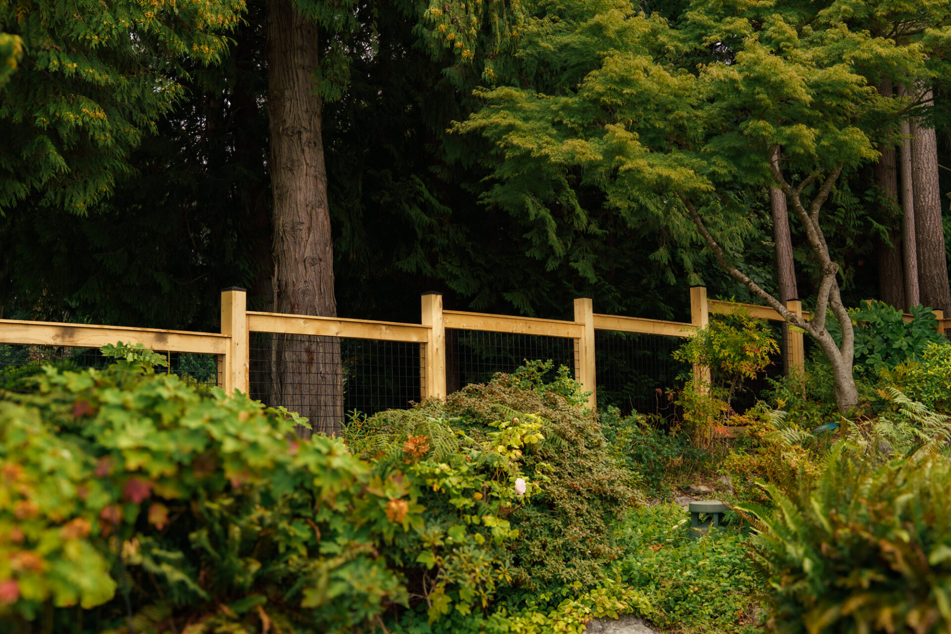 Yellow cedar rough cut with black hog wire inset. black post caps deer fence
